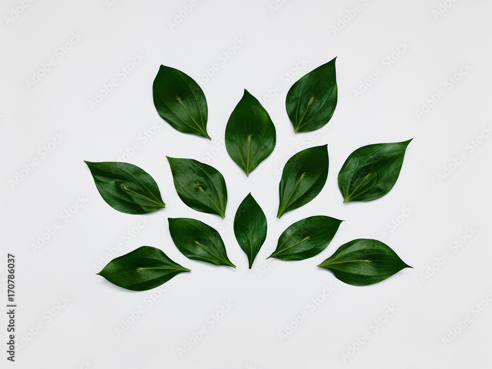 Obraz Pentaptyk Minimalist plant background