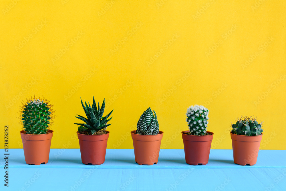 Obraz na płótnie Cactus on the desk with yellow