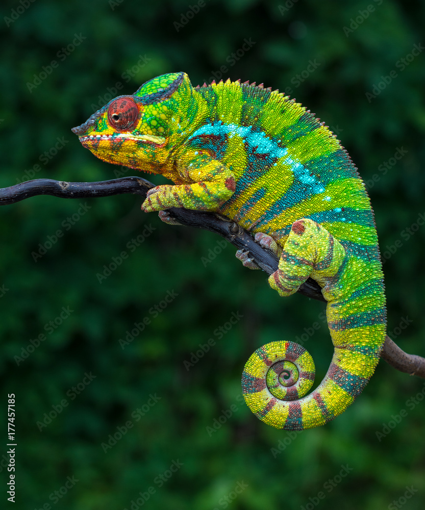 Fototapeta Panther chameleon Furcifer