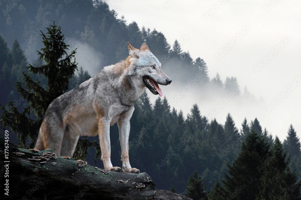 Fototapeta Wolf in mountains