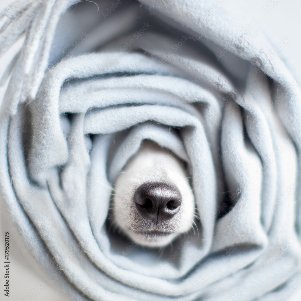 Obraz na płótnie Dog wrapped in a scarf