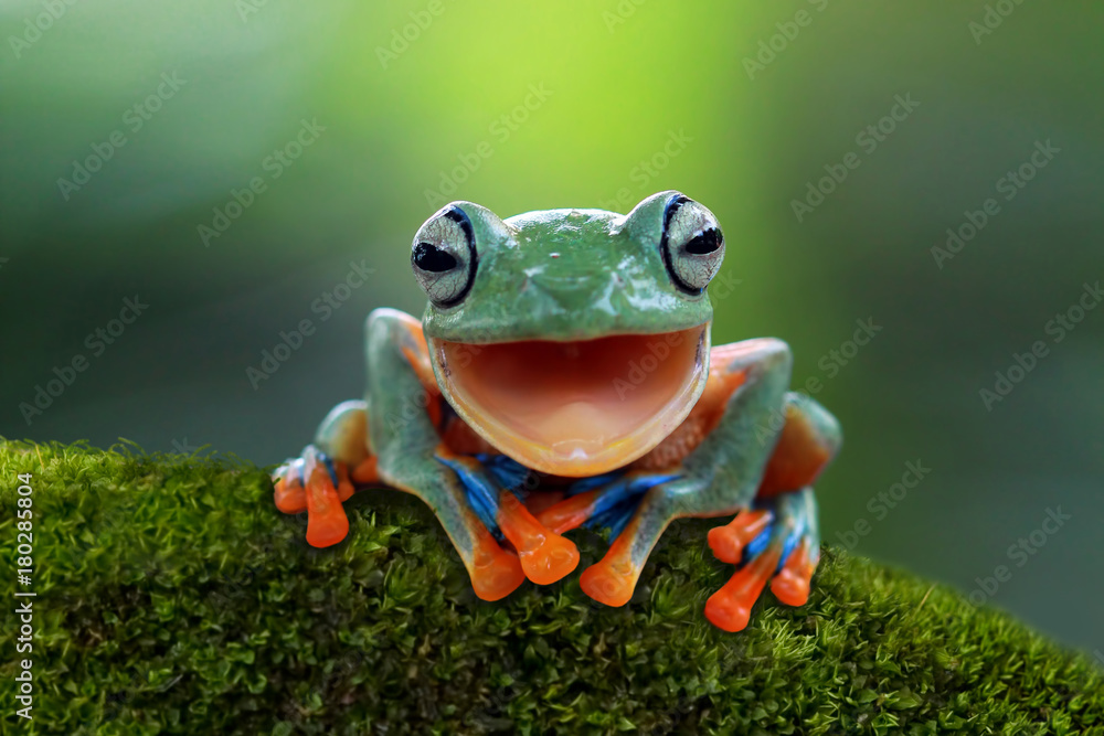 Fototapeta Tree frog, flying frog