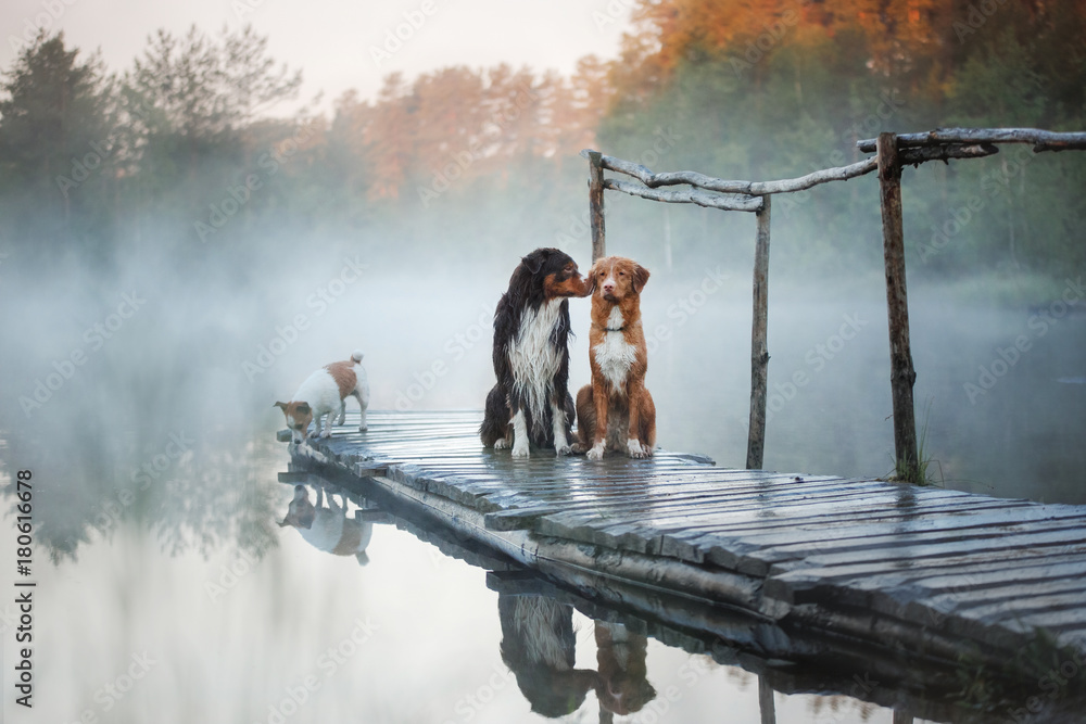 Fototapeta Three dogs on a wooden pier