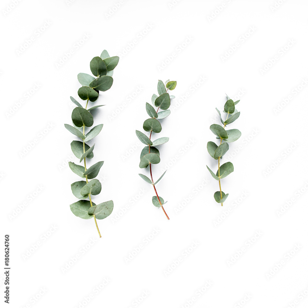 Obraz Tryptyk green leaves eucalyptus on