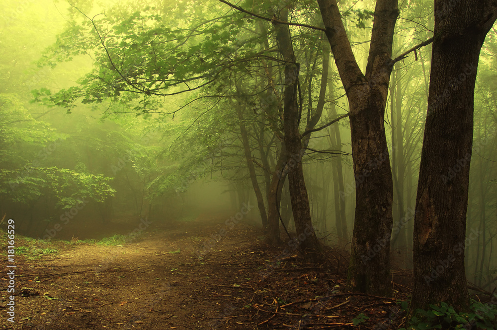 Obraz na płótnie Green forest with fog