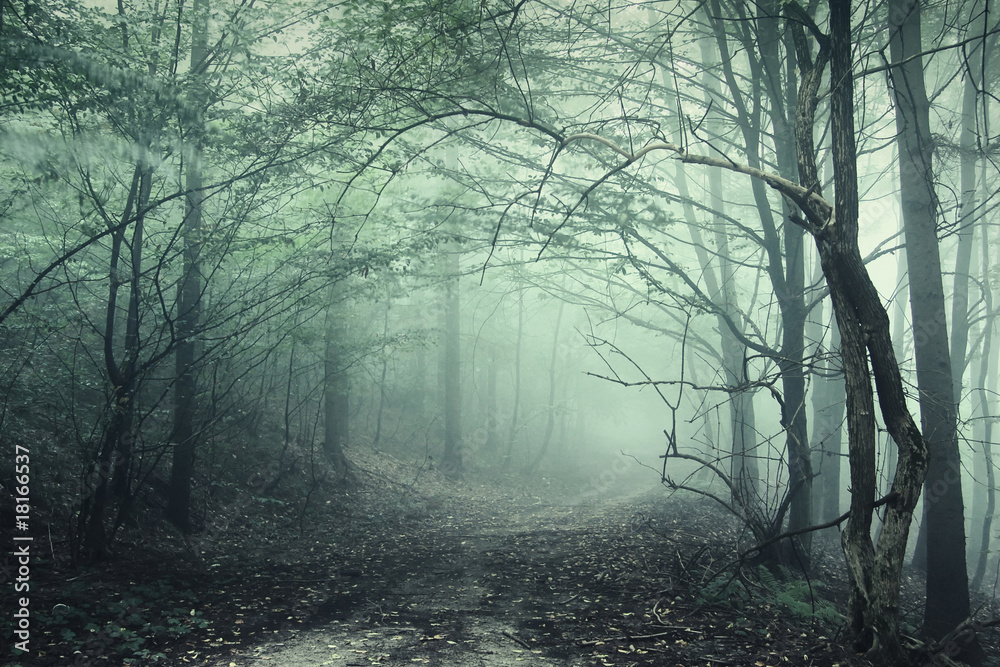 Obraz Pentaptyk Fog in the forest