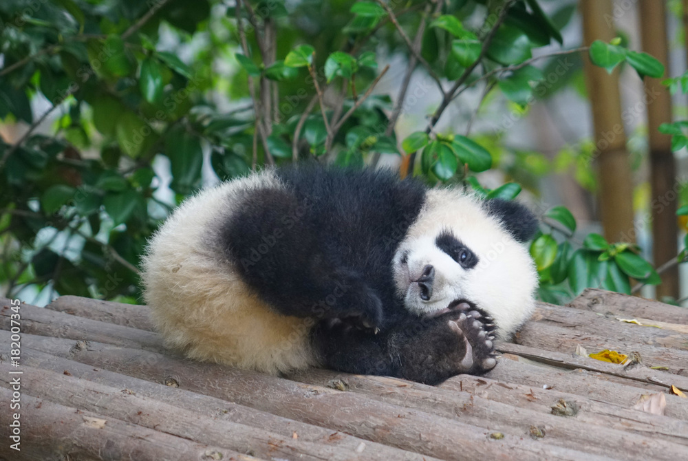 Fototapeta young panda sleeping outside