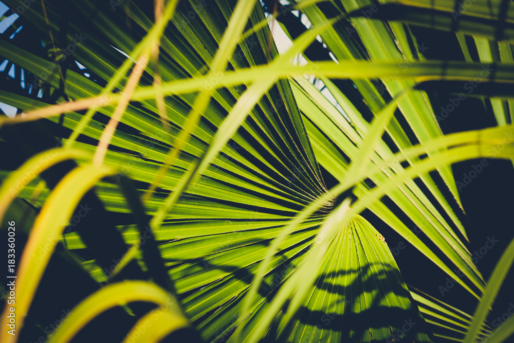 Obraz Tryptyk palm leaf closeup, inside