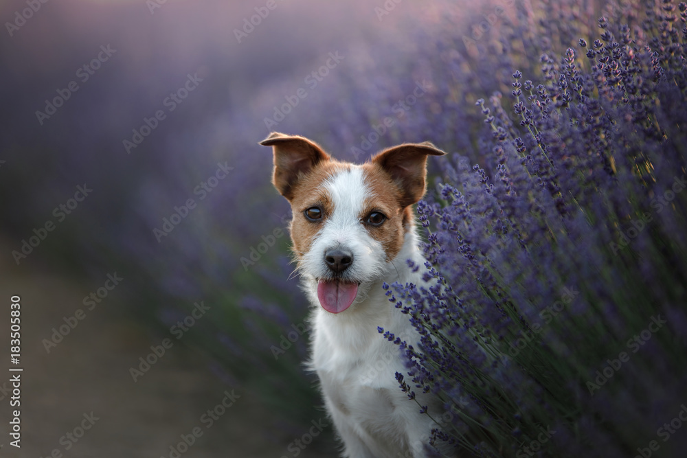 Obraz Tryptyk Dog Jack Russell Terrier on