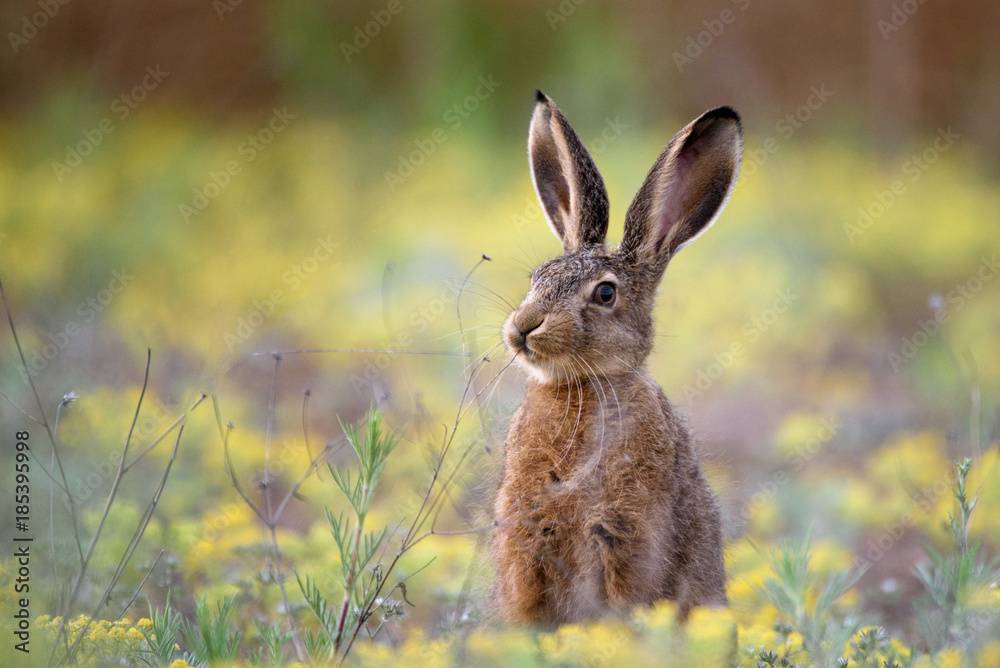 Fototapeta European hare stands in the