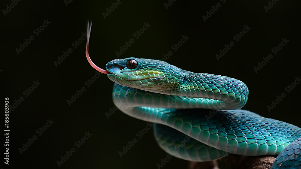 Fototapeta Blue pit viper from indonesia