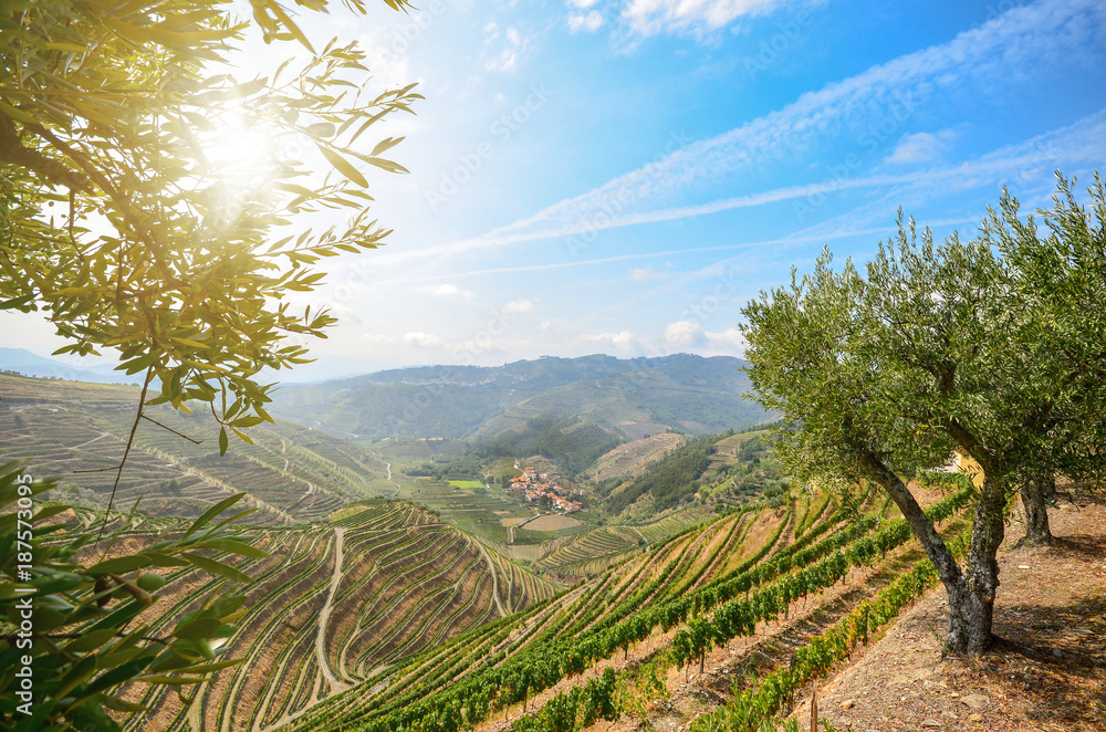 Fototapeta Vineyards and olive trees in