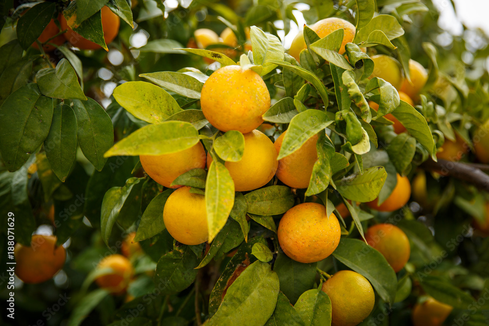Fototapeta Mandarin oranges which mean