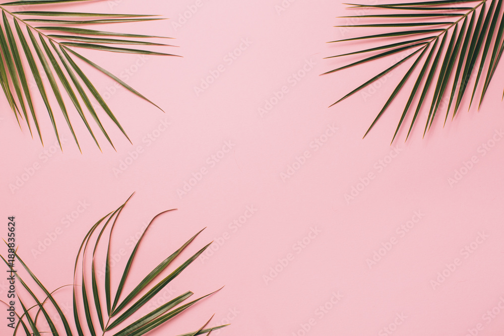 Fototapeta Palm leaves on a pink
