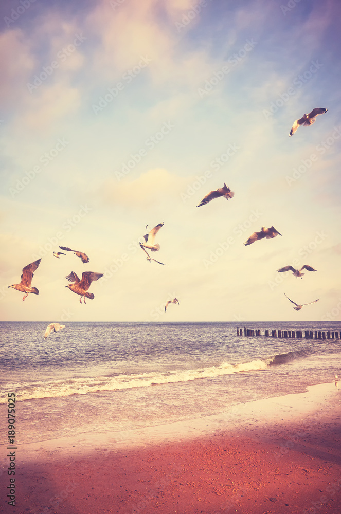 Fototapeta Birds flying above a beach at