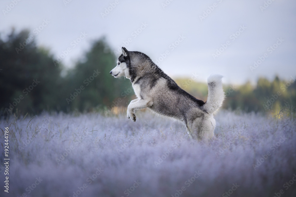 Obraz na płótnie The dog in the field. Siberian