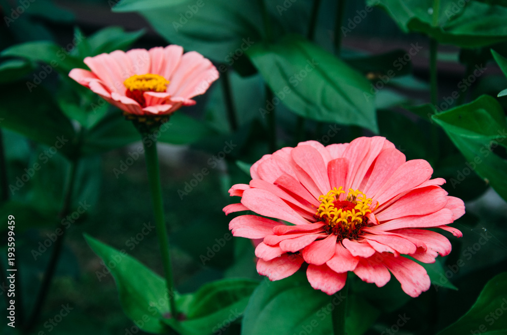 Obraz Kwadryptyk flower, nature, garden, red,