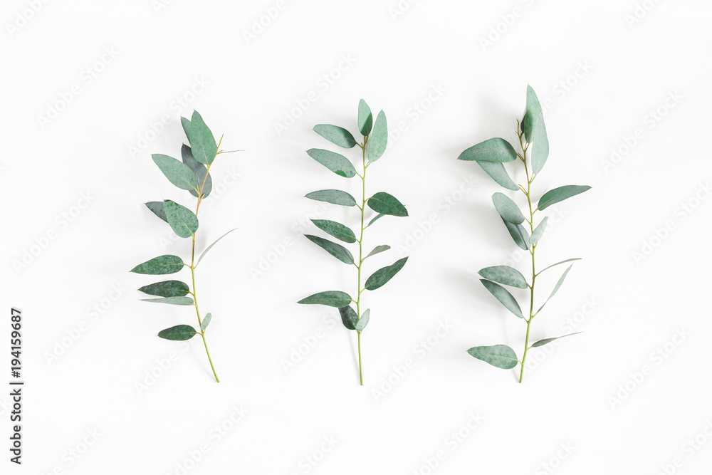 Obraz Pentaptyk Eucalyptus leaves on white
