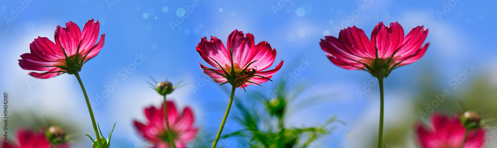 Obraz Pentaptyk Pink cosmos flowers isolated