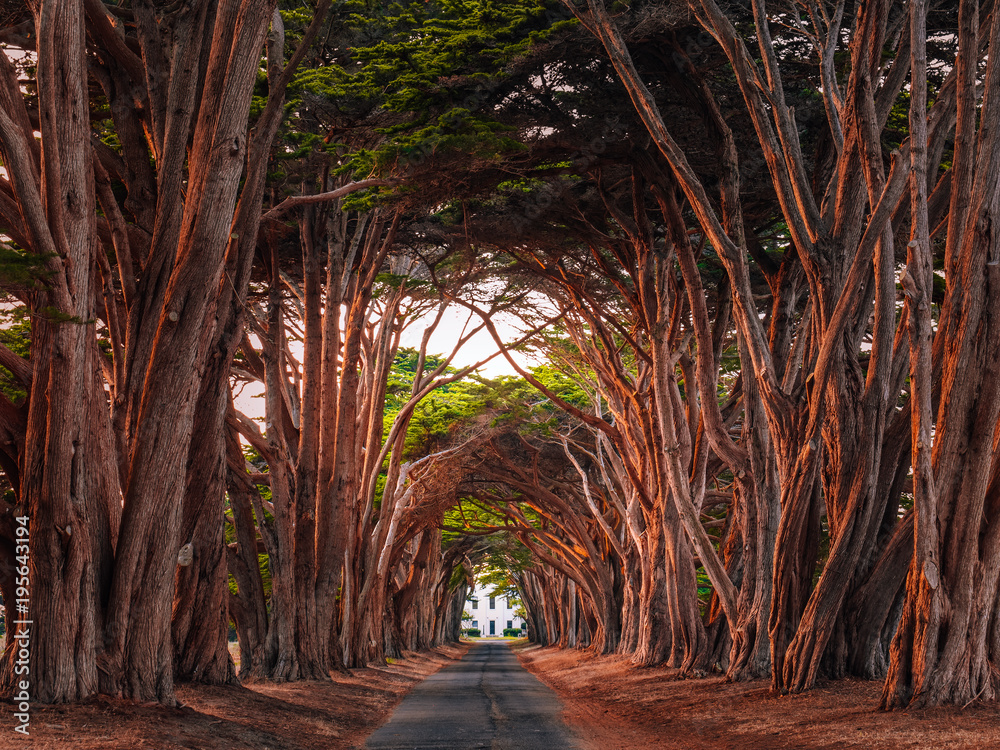 Obraz Tryptyk Stunning Cypress Tree Tunnel