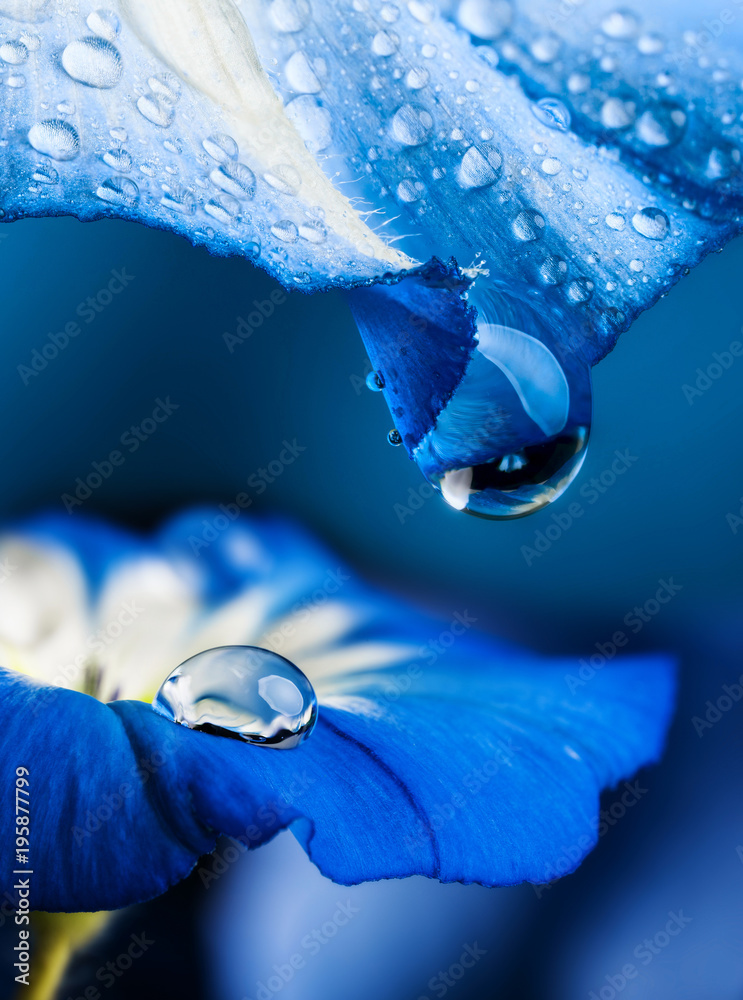 Obraz Dyptyk blue flower with a dew drop