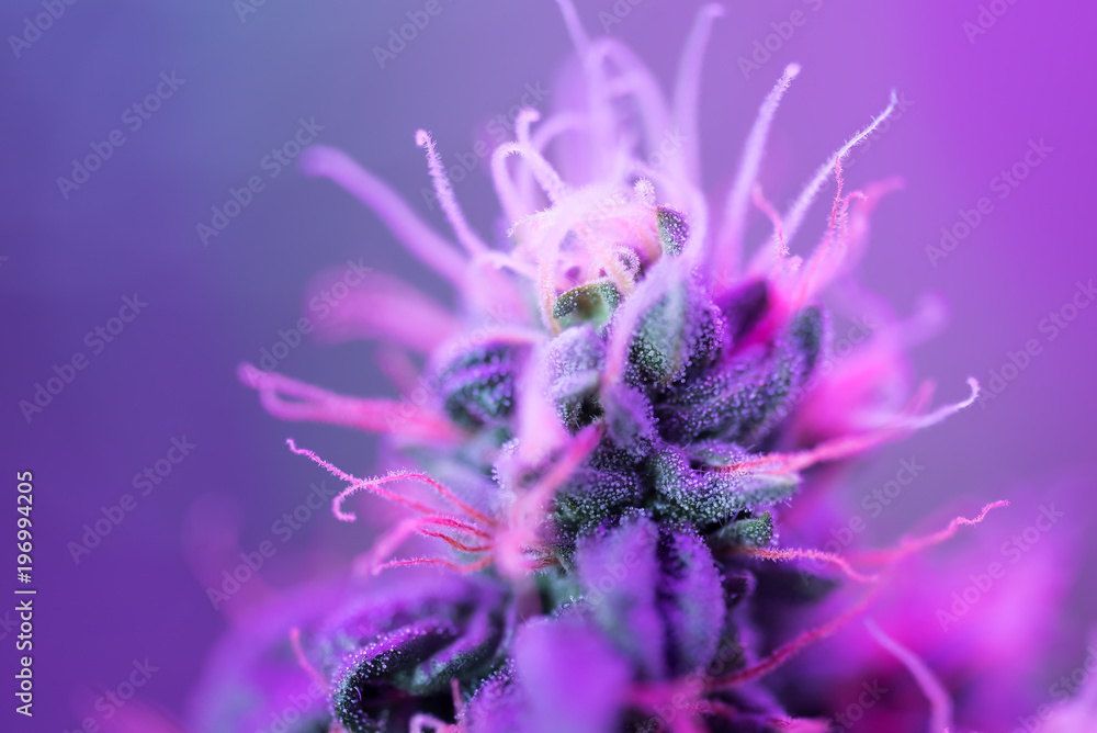 Obraz Tryptyk Closeup of Cannabis female