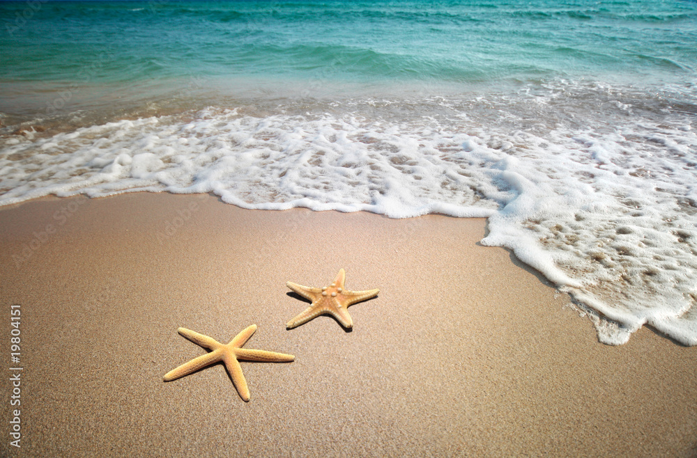 Fototapeta two starfish on a beach