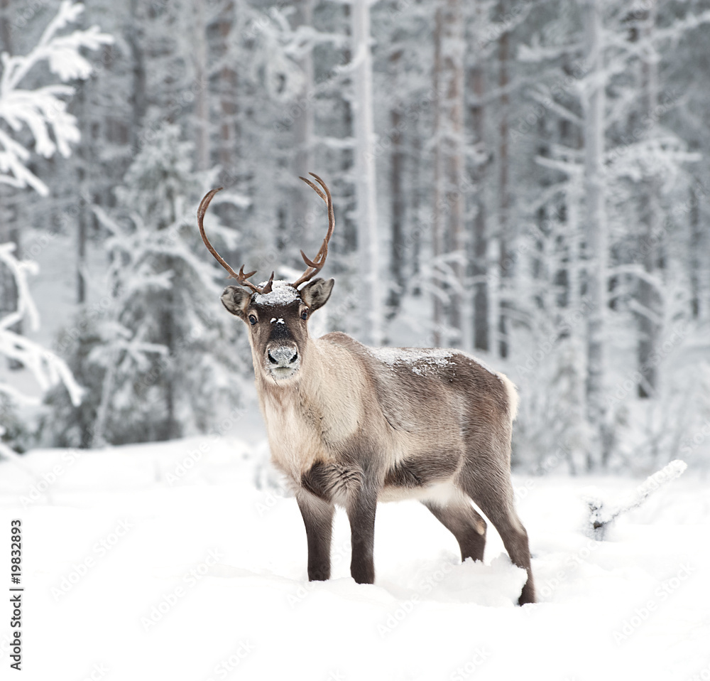Obraz Tryptyk reindeer