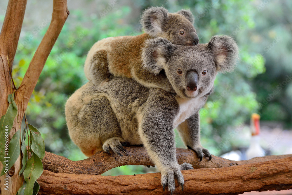 Fototapeta Mother koala with baby on her