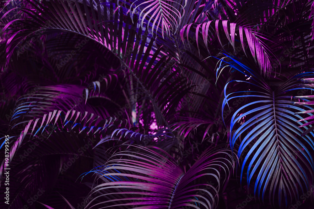 Fototapeta Vivid purple palm leaves