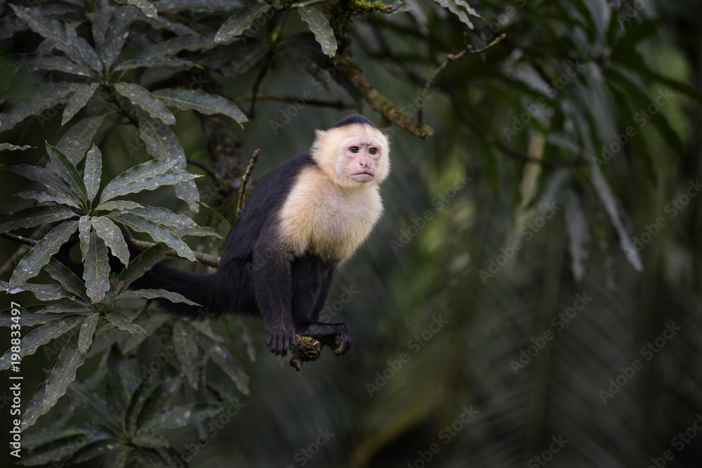 Fototapeta White-faced Capuchin - Cebus