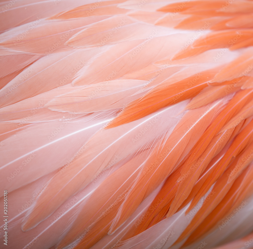 Obraz Tryptyk Pink flamingo feather