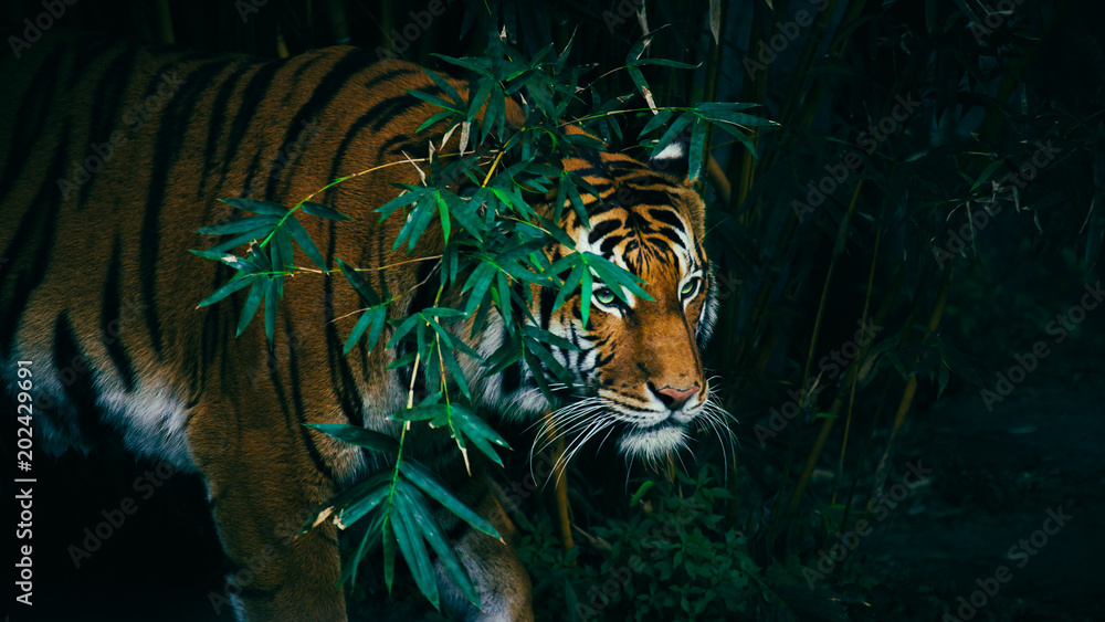 Fototapeta A Bengal Tiger Hiding In The