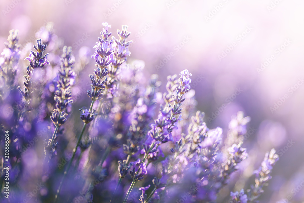 Fototapeta Close-up view of Lavender in