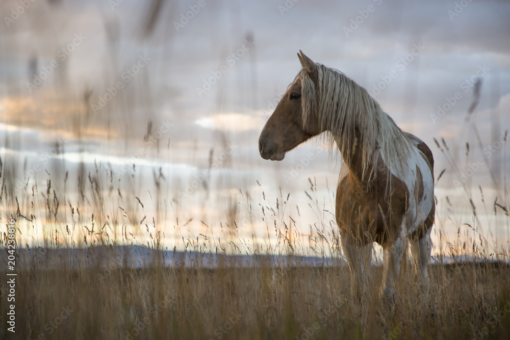Fototapeta Mustang in a Meadow