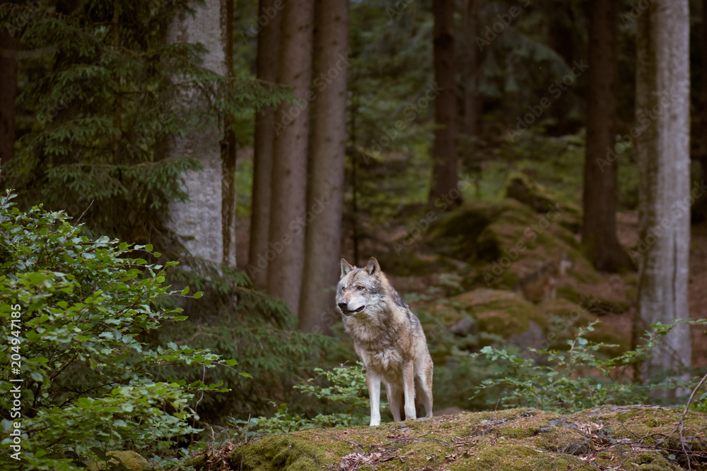 Fototapeta Wolf in Bayerischer Wald