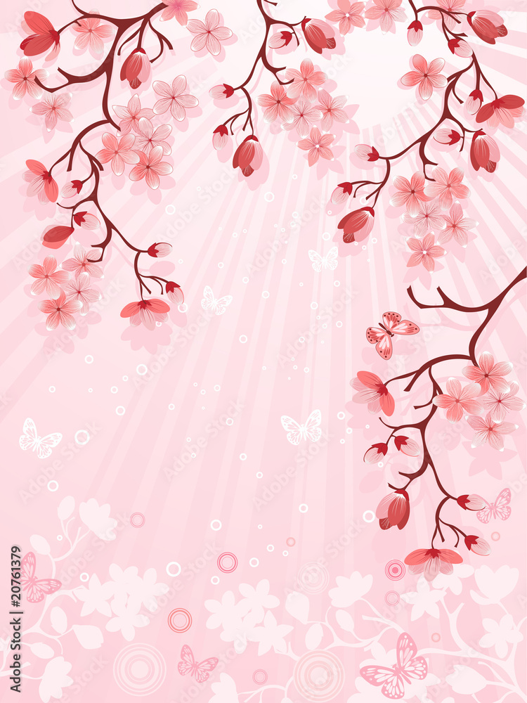 Fototapeta Japanese cherry blossom