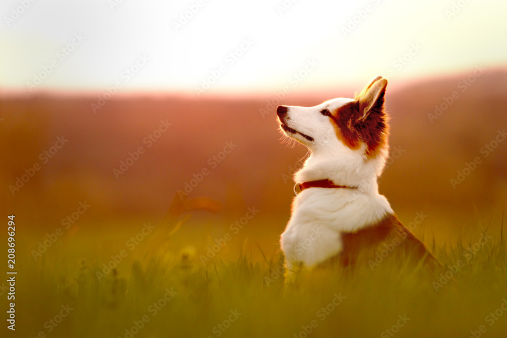 Fototapeta Portrait von einem jungen Hund