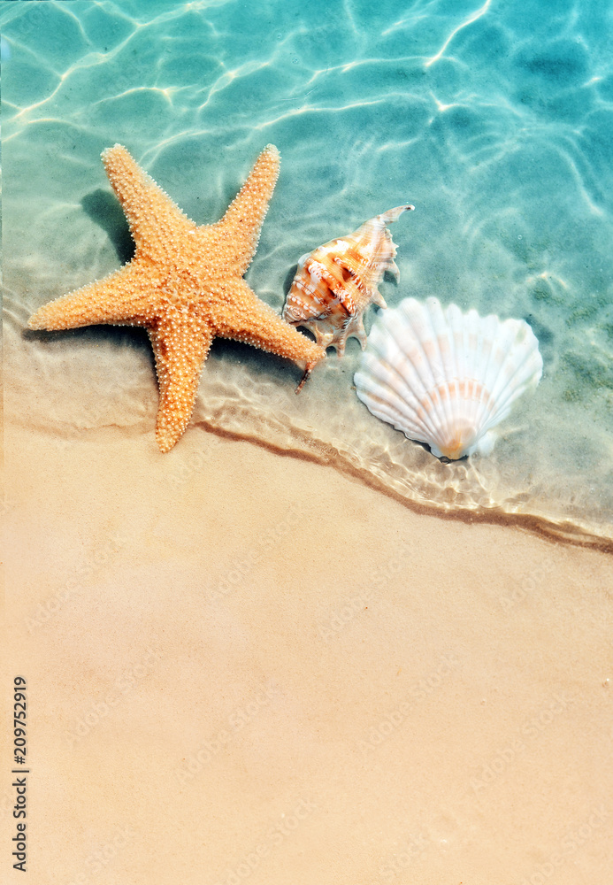 Obraz Dyptyk starfish and seashell on the