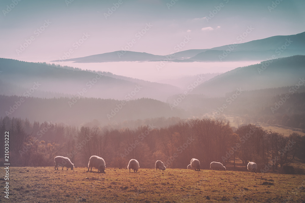 Fototapeta vintage flock of sheep