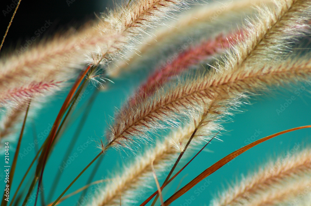 Obraz Tryptyk fuzzy fountain grass