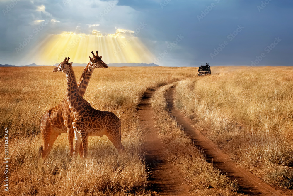 Fototapeta Group of giraffes in the