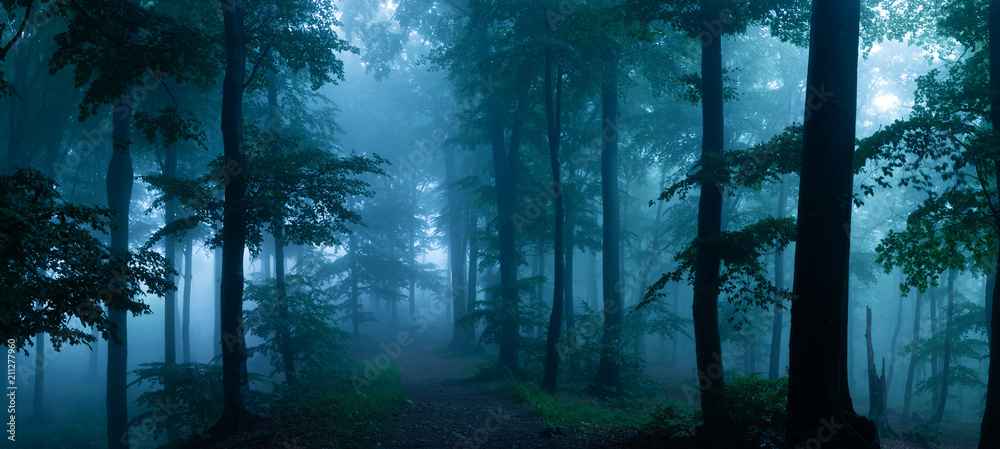 Fototapeta Panorama of foggy forest.