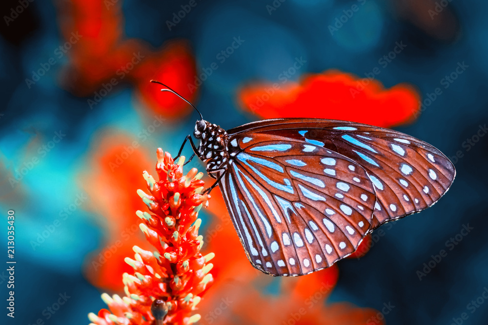 Fototapeta Closeup  beautiful butterfly 