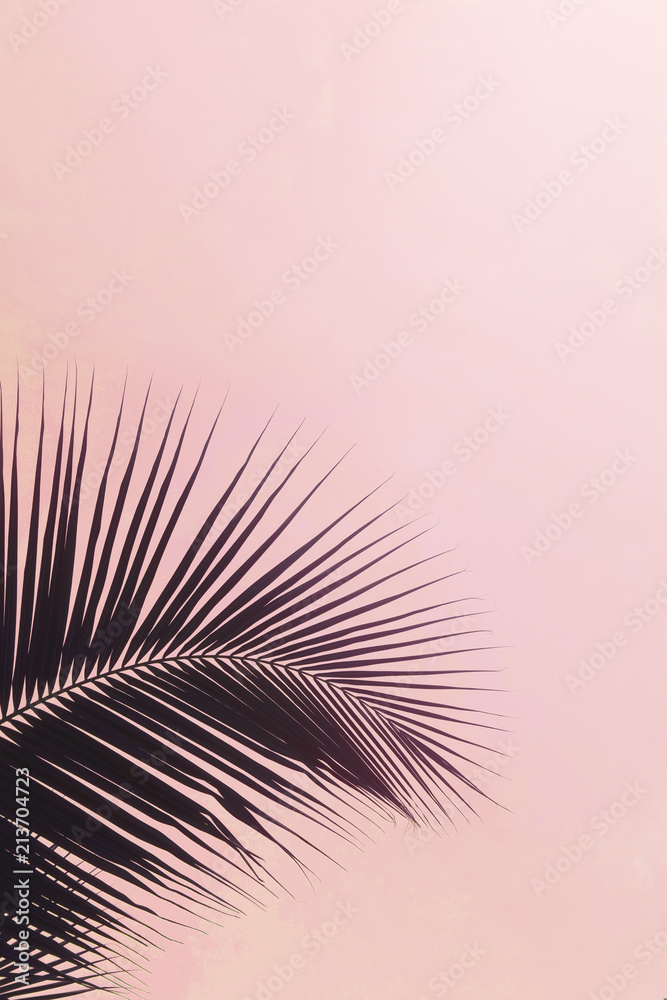 Fototapeta One palm leaf silhouette