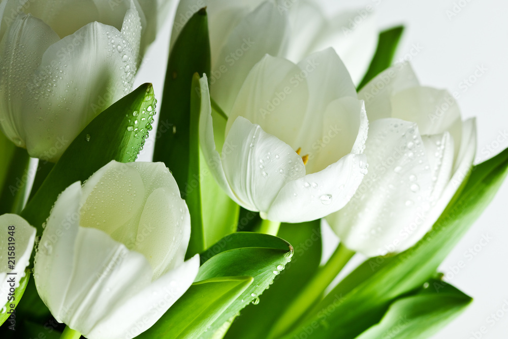 Fototapeta White Tulips