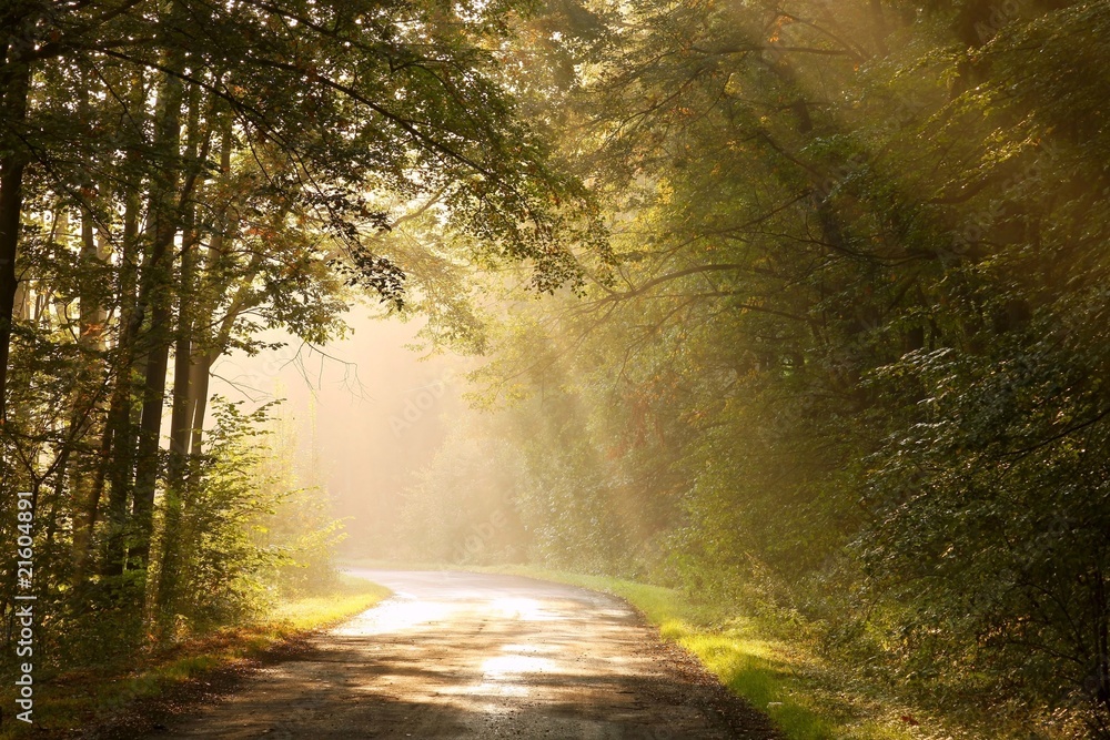 Obraz Kwadryptyk Country road through autumn