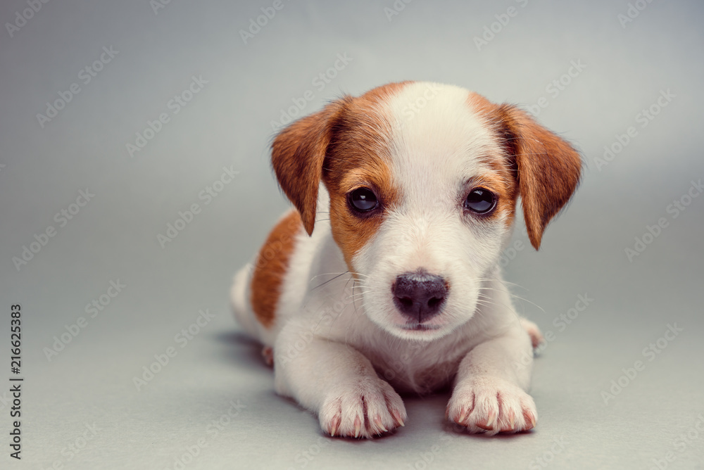 Obraz Tryptyk Jack Russell Terrier puppy
