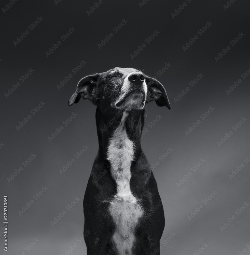 Fototapeta A picture of a noble dog