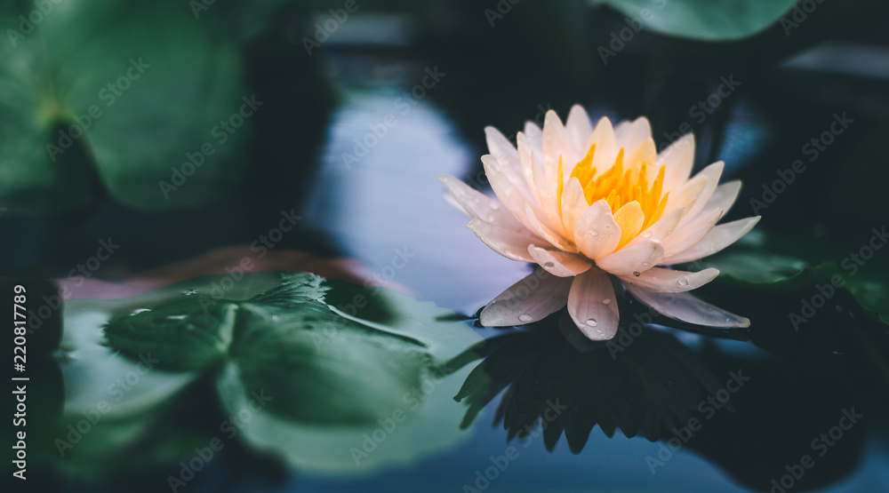 Obraz Pentaptyk Lotus flower in pond.Nature